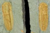 2.4" Protolenus Trilobite Molt With Pos/Neg - Tinjdad, Morocco - #141879-5
